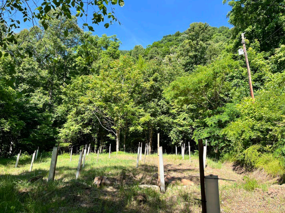 Grass field clear of debris surrounded by trees.