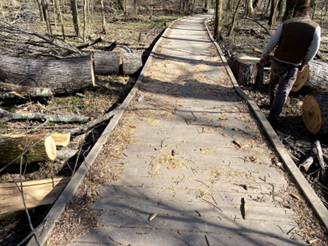 Wooden boardwalk covered in natural debris with cut down tree trunks on both sides.
