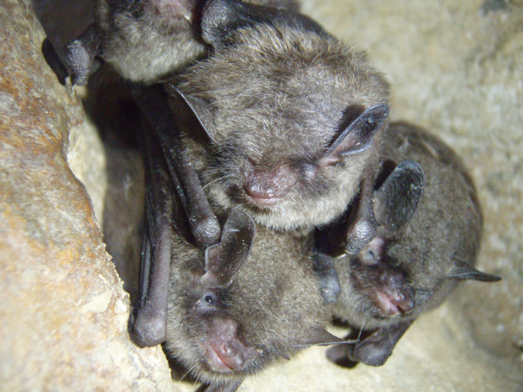 healthy Indiana bats (Myotis sodalis)