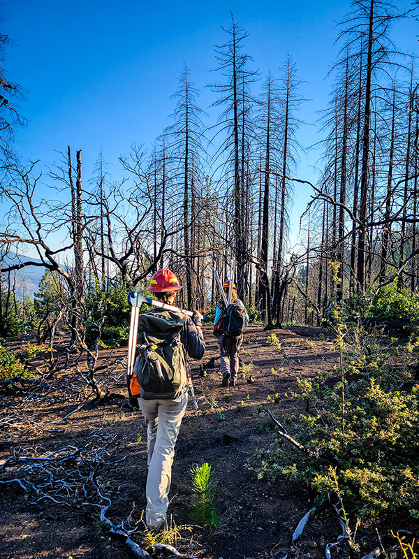 Forest Service researchers study post-fire monitoring plots in the Mendocino National Forest. Two researchers carrying equipment walk across a small clearing where green foliage is returning to shrubs while blackened trees rise toward a blue sky. Photo by