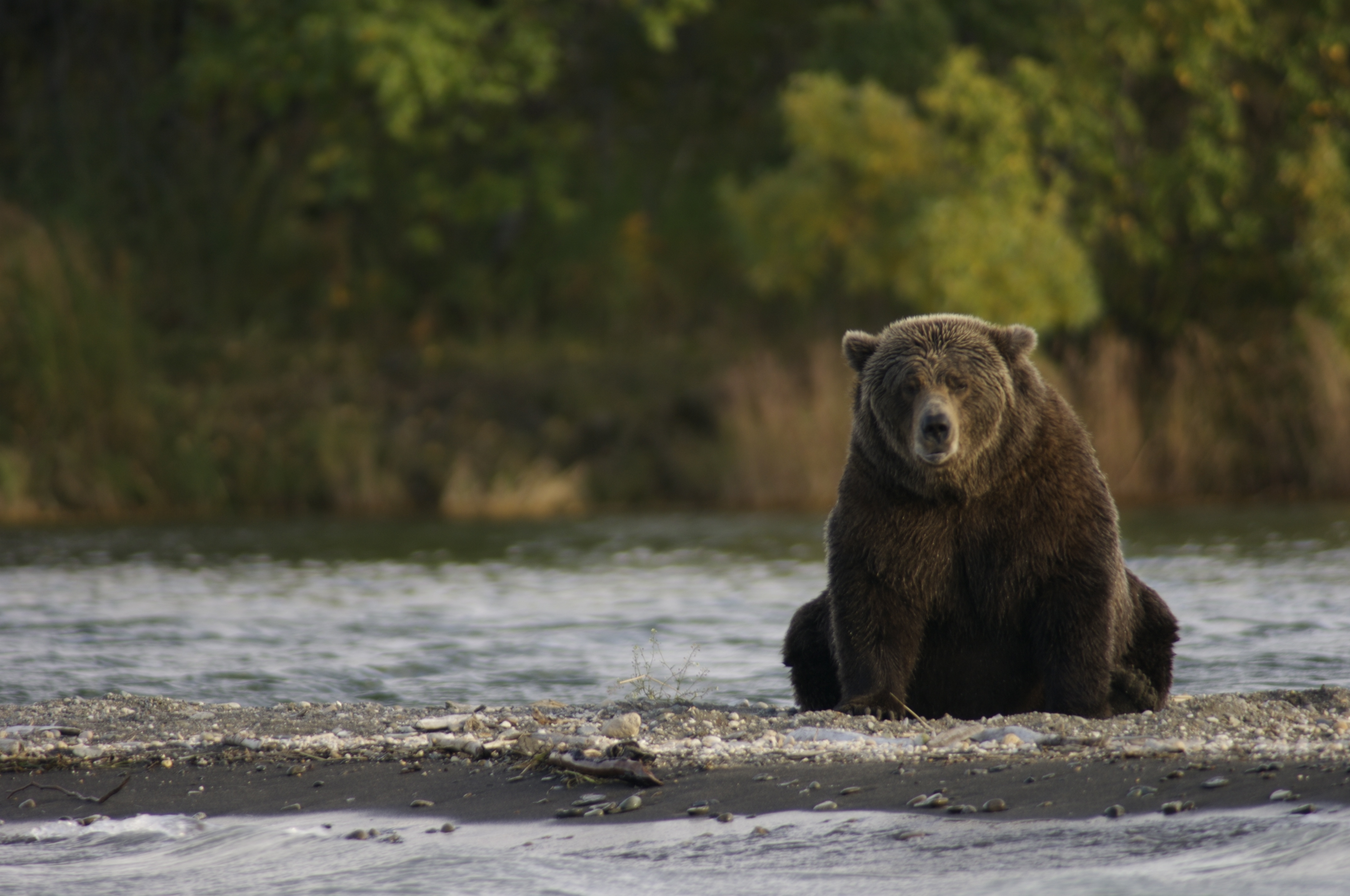 Brown bear sitting in front of a river.