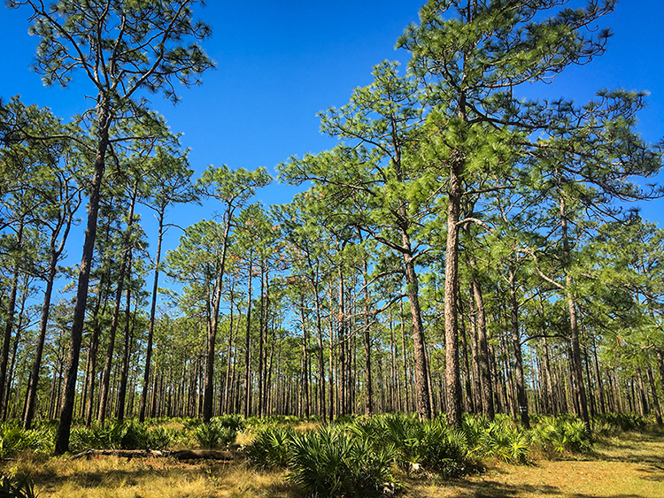 A healthy stand of longleaf pine trees rise toward a blue sky. Photo by Leo Miranda, USFWS.