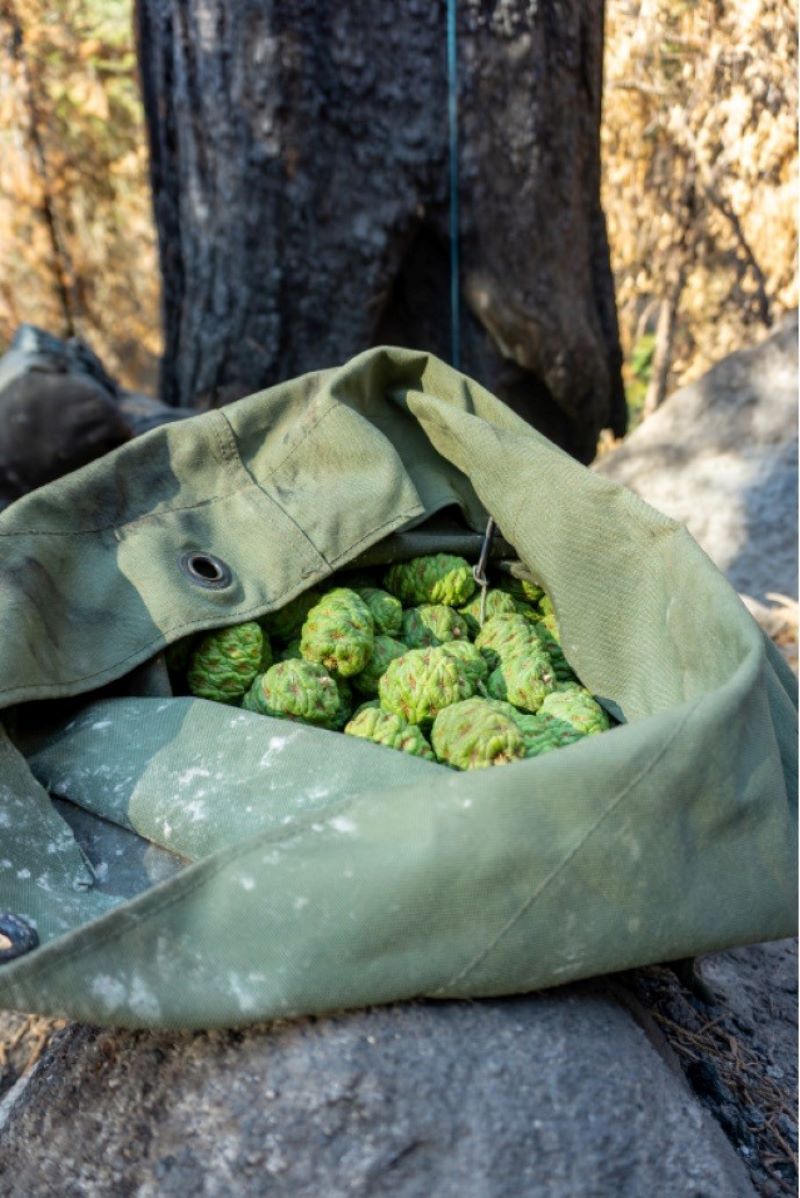 Giant sequoia cones sit in a bag after being collected. A burned tree is seen behind them. 