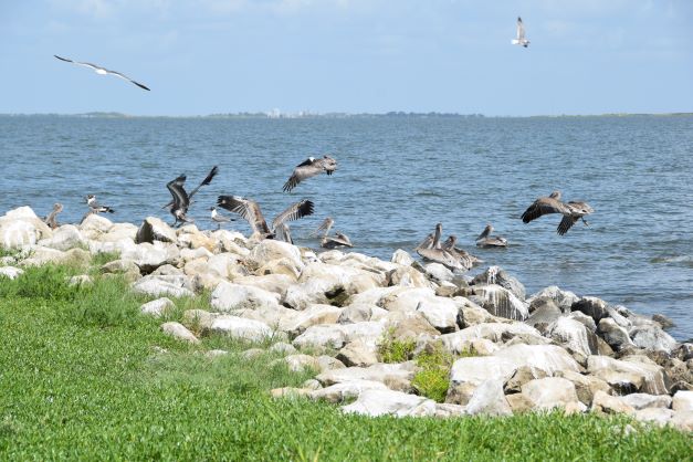 Pelicans near shore