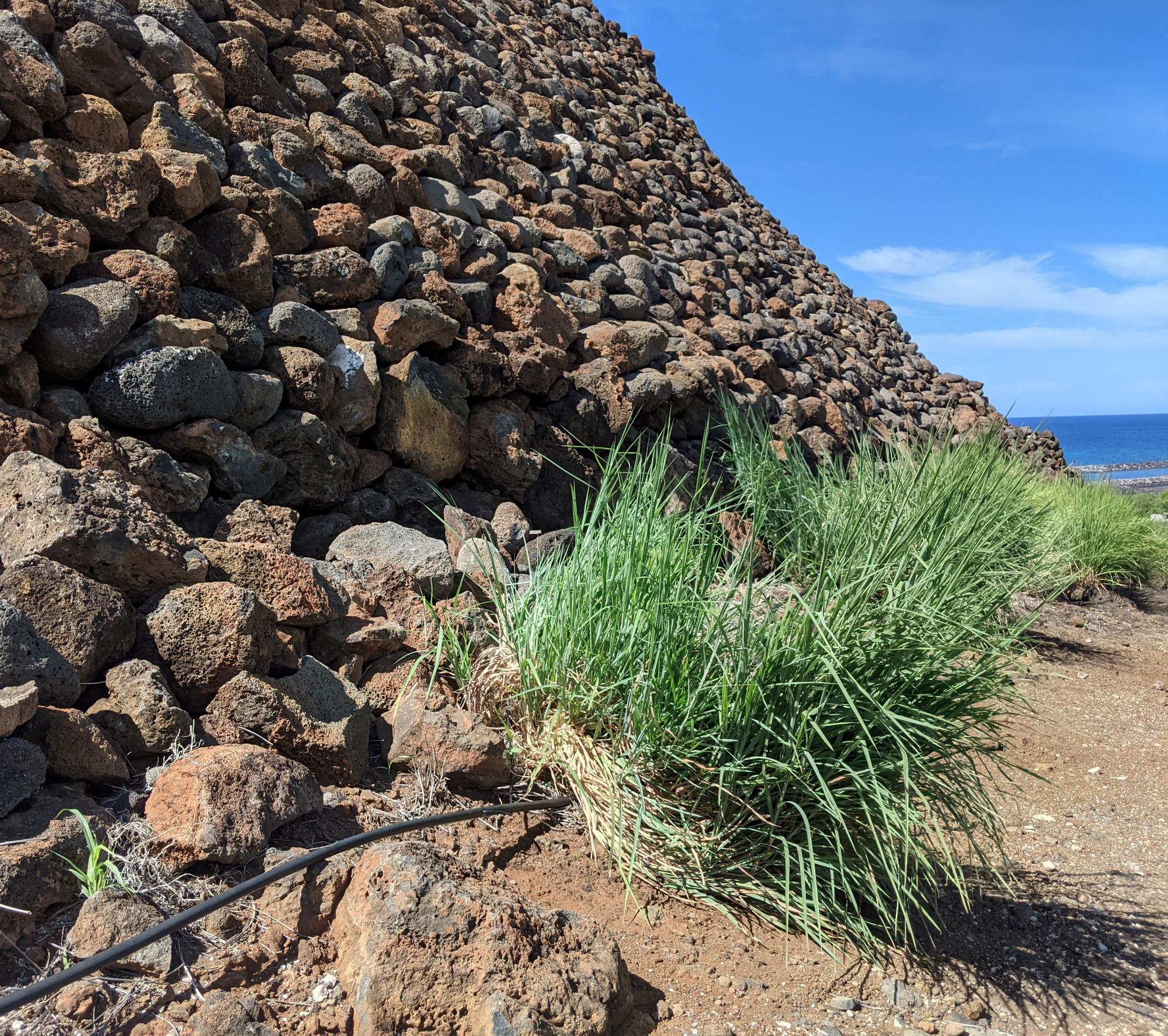 A close up of Pili grass planted at the base of a temple that looks like a rock wall from this angle. 