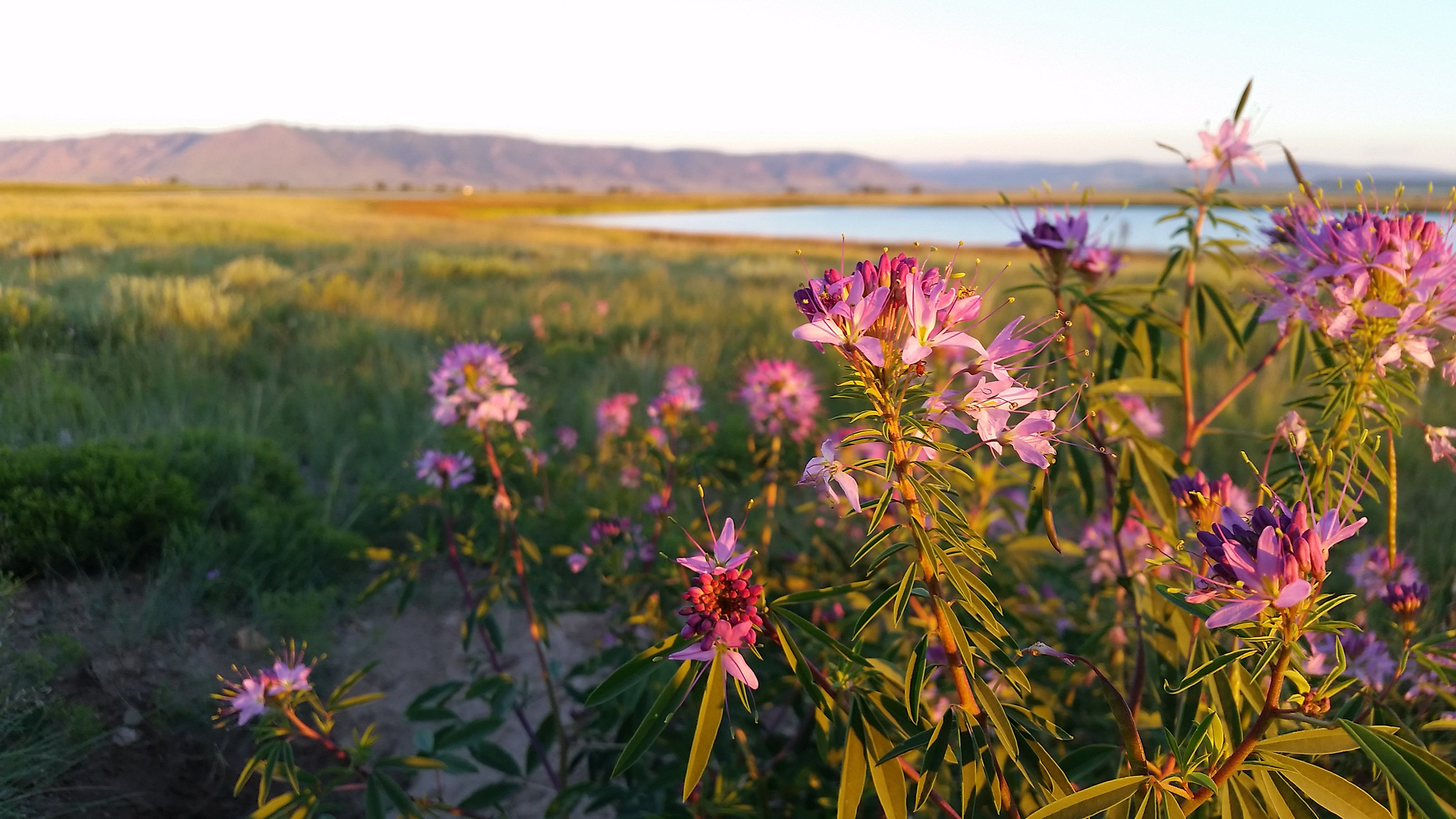 Mortenson Lake National Wildlife Refuge, the home of the endangered Wyoming toad, at the golden hour.