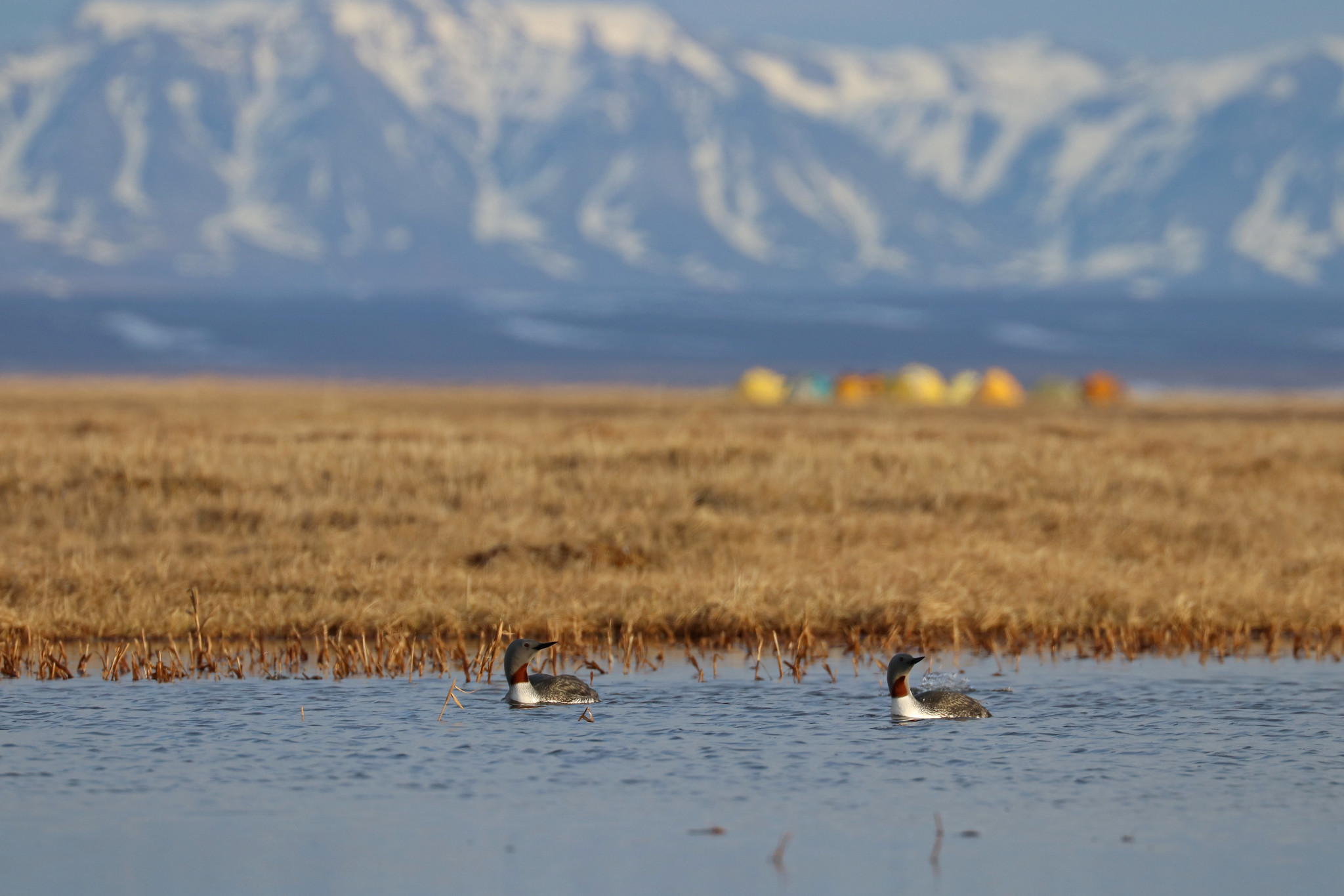 A pair of red-throated loons in the late Arctic evening light.