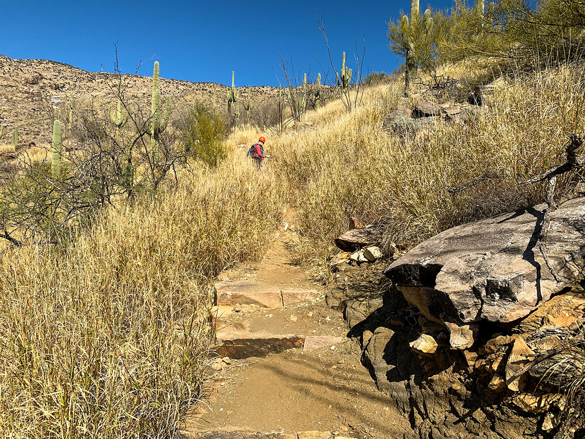 A volunteer assesses buffelgrass encroaching on a trail through Saguaro cactus habitat at Saguaro National Park in Arizona. Photo by NPS.