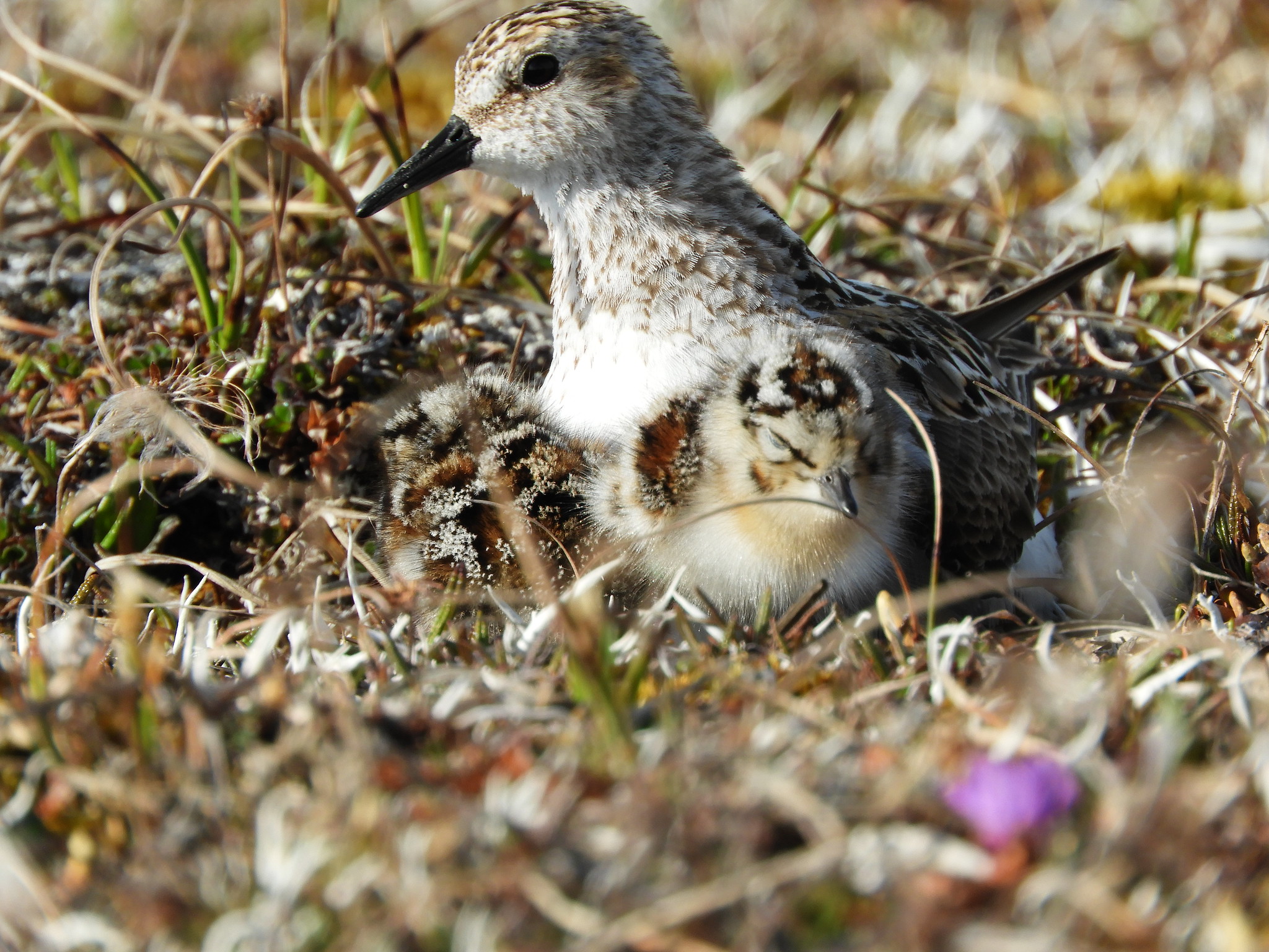 Semipalmated sandpiper and chicks in grasses.
