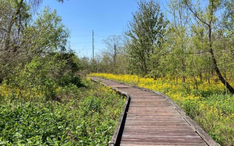 A wooden walkway meanders through a lush, green refuge