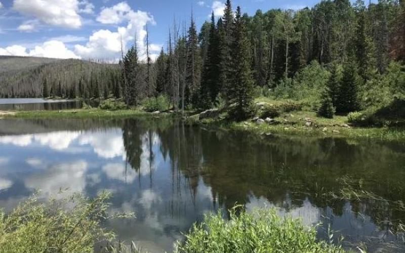 Reservoir in a wooded area