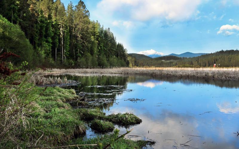 A forested wetland area