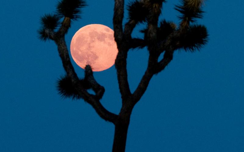 Silhouette of a tree in front of a full moon at Joshua Tree National Park. 