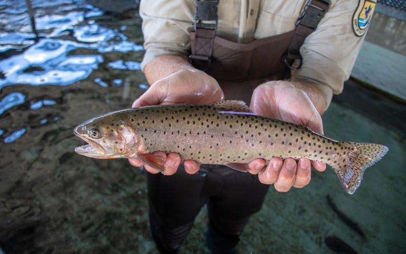 Person holding a lahontan cutthroat trout, a spotted fish.