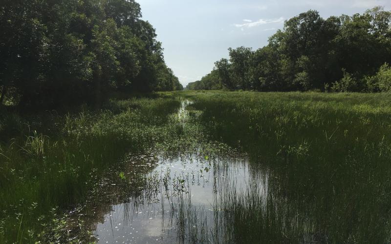 Green, forested wetland