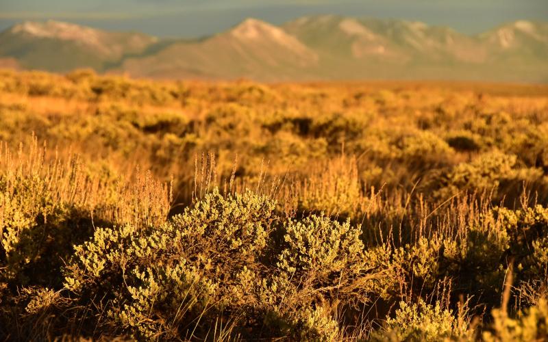 Closeup of golden brown and green sagebrush.