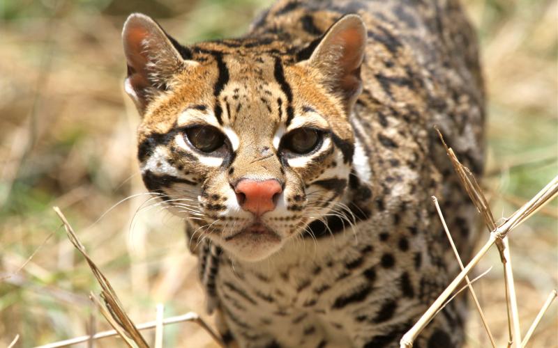 Closeup photo of an ocelot