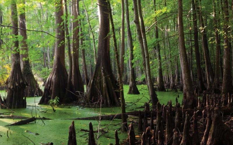 A mangrove full of trees and green, swampy water