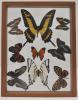 Framed shadowbox containing nine butterfly specimens