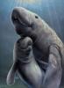 West Indian Manatee (Trichechus manatus) by Cal Robinson, 2023