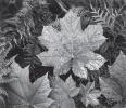 Black and white photograph by Ansel Adams showing a close-up of leaves