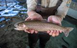 Person holding a lahontan cutthroat trout, a spotted fish.