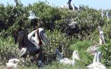 Brown pelicans nesting in mangroves on North Breton Island