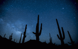 Silhouettes of cacti in front of a starry sky.