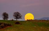 Bright yellow moon rises at Cronan Ranch.
