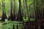 A mangrove full of trees and green, swampy water