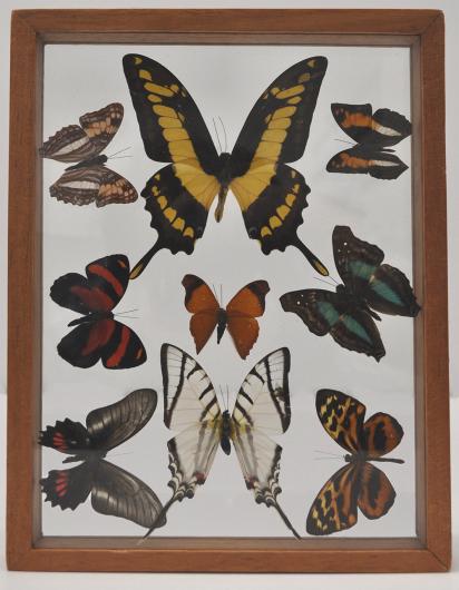 Framed shadowbox containing nine butterfly specimens