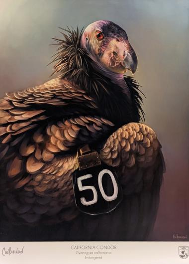 Print depicting an endangered California condor with a wing tag.