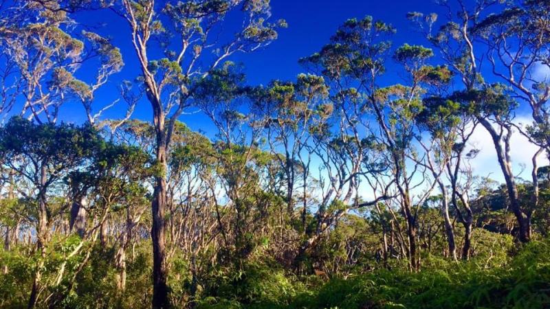 Waikamoi forest