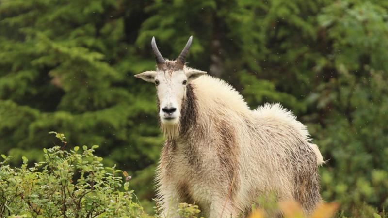 Mountain Goat