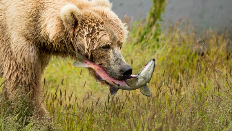 bear with salmon