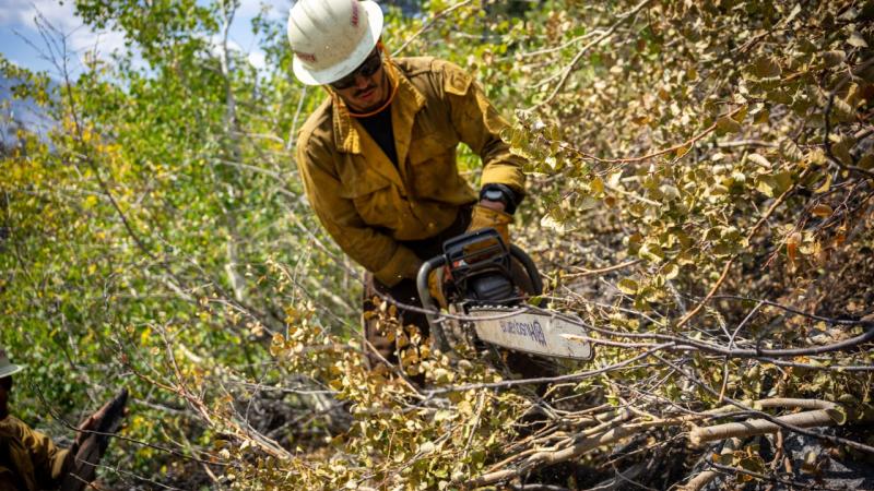 A wildland firefighter holds a chainsaw above a jumble of fallen branches with browning leaves. Behind him is dense green foliage and another firefighter at work.