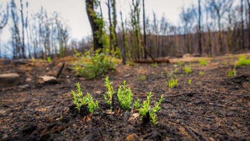 Green plants sprouting from dark soil