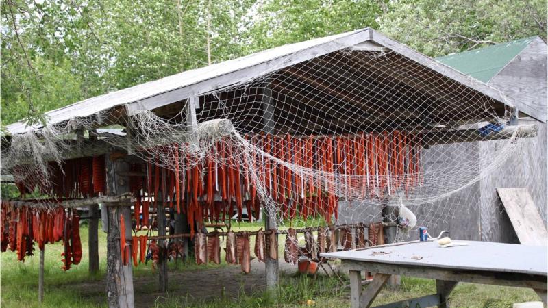 Fish drying on racks under netting beneath a wooden structure