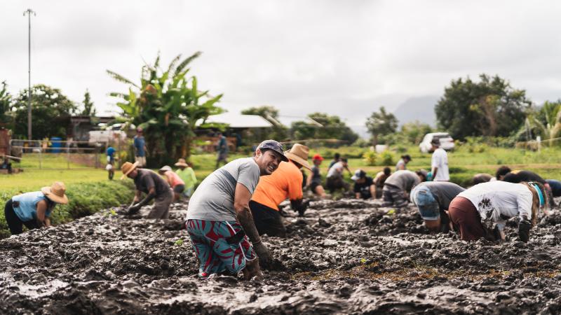 Loʻi at Kākoʻo ʻŌiwi