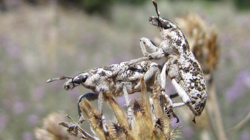Two weevils acting as biocontrol for a plant pest.