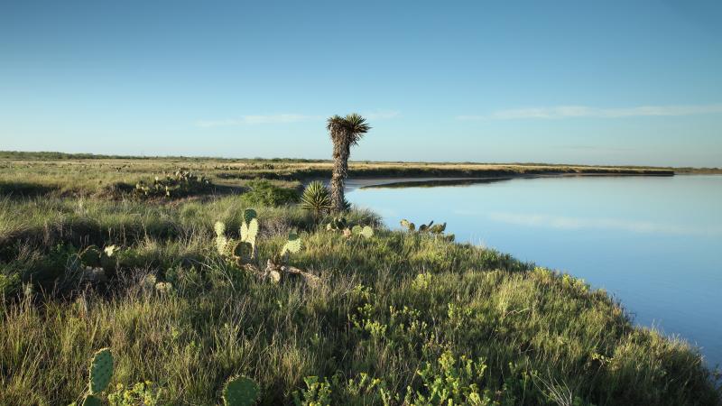 South Texas Landscape