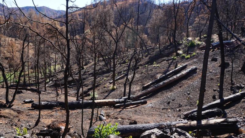 Burned Area Rehabilitation | U.S. Department of the Interior