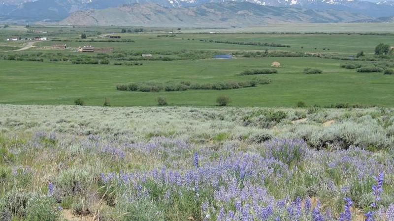Grassland with flowers (lupine) in the foreground, mountains in the background, and few buildings in between.