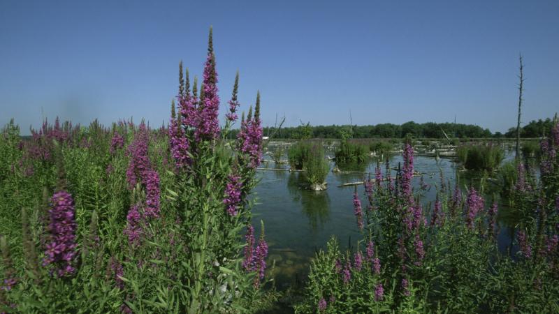 Invasive purple loosestrife growing tall over a wetland
