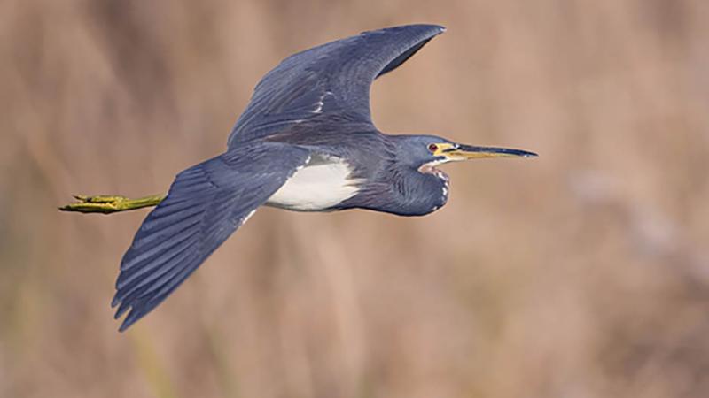 Tri-colored heron at Pilot Town
