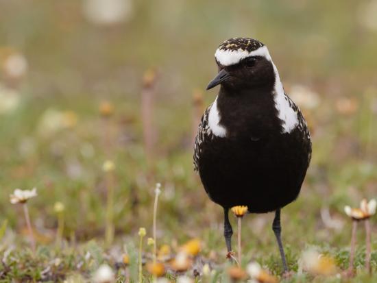 A black, gold, and white colored shorebird in breeding plumage among the white and gold flowers of the Arctic tundra.