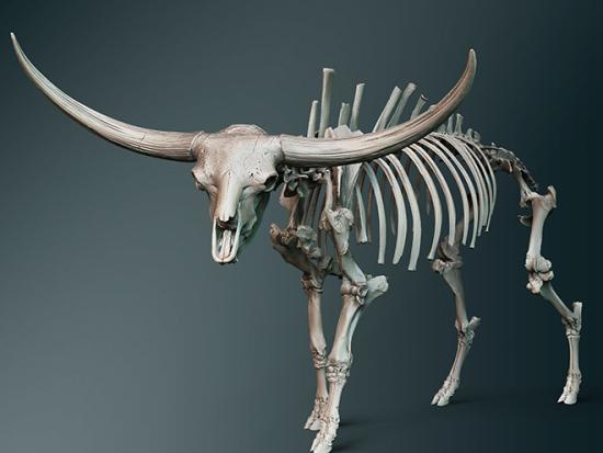 3-D scan of a Bison latifrons, an extinct ancestor of the bison, created from specimens in the Bureau of Reclamation's museum collection. 