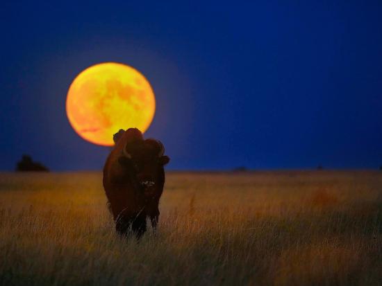 A full moon and a bison at Wind Cave National Park in South Dakota. 
