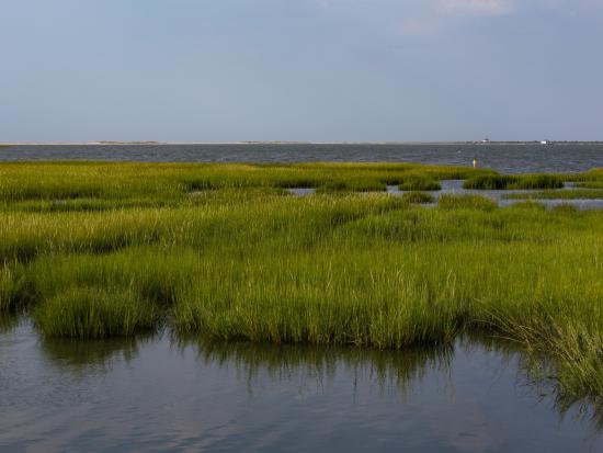Marshland with green grass growing from water
