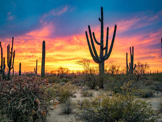 A dramatic sunset paints the sky in yellows, pinks, and blues as a backdrop to Saguaro National Park and its namesake cactus. Photo by Nate Hovee.